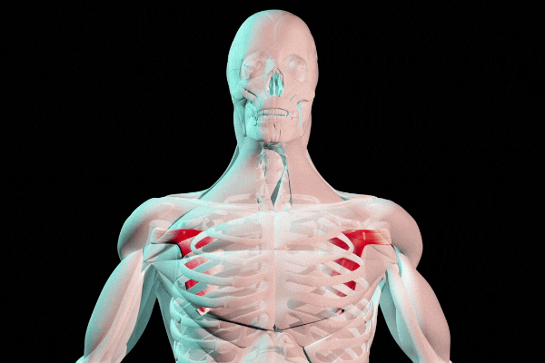 Image shows subscapularis muscle and tendons