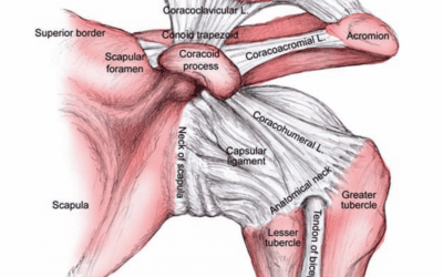 AC Joint Diagram - image of Acromion-clavicular joint