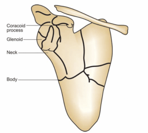 Shoulder blade fracture diagram