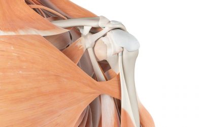 Image shows shoulder tendons and muscles in a healthy shoulder